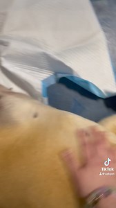 ***Adopted!!!*** Hello, hello , hello again… Everdeen is a 7 year old sweet puppy dog eyed girl who needs a cozy place to lay my head! I adore loving back scratches so much I will melt in your arms! If you're looking for a couch potato pup who wants to chill and binge watch some TV with, she's your girl! | Oakland County Animal Control & Pet Adoption Center