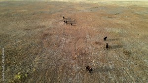 Wild bison running. Herd of bisons running on steppes to river. 4k hdr slow motion