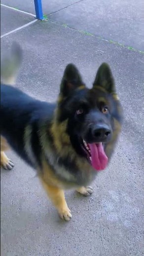 Simba’s German Shepherd Training Session 🐾 Smart Dog in Action!