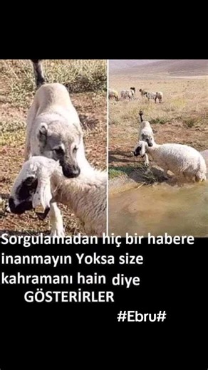 Heartwarming Dog and Sheep Interaction in Nature