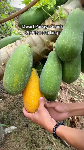 Dwarf Papaya Seeds for Sale - Easy Planting in Small Spaces!