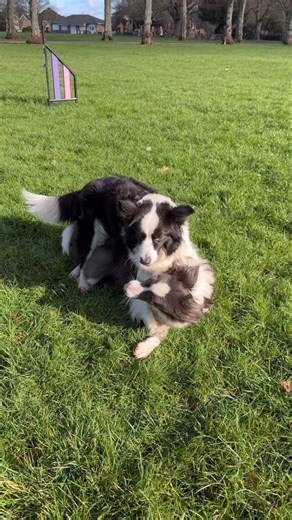 Total Recall • Never Chase Your Dog Again on Instagram: "Most people avoid distractions. Or they throw their dog straight into them and hope recall holds. Both miss the point. Distractions aren’t the problem. They’re information. They show you: • when your dog can still choose you • when they’re overwhelmed • when coming back doesn’t feel worth it yet Used well, distractions don’t break recall. They build it. 👇 Comment TRUST to use distractions to make recall stronger off-leash."