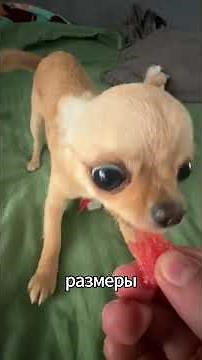 Chihuahua — the smallest dog with the heart of a wolf #chihuahua #chihuahua