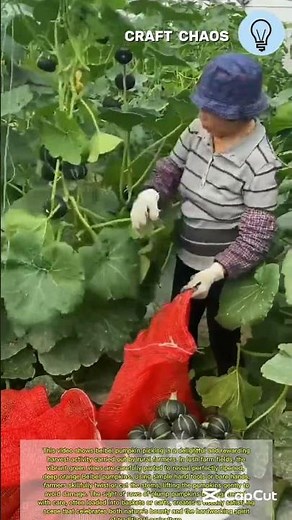 Amazing Beibei pumpkin picking up: fruit harvesting from farm with rural farmers