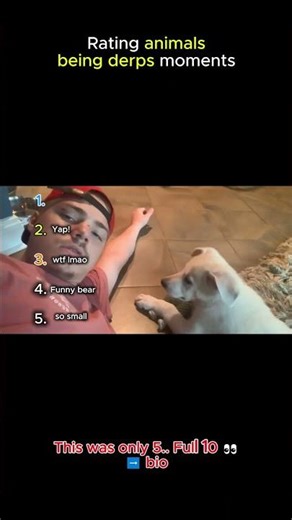 Derp Energy Detected In The Wild 🐶