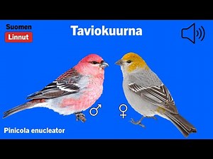 Taviokuurna - Pinicola enucleator - Pine Grosbeak - tallbit - PINENU