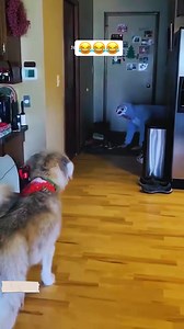 319K views · 5K reactions | Pet mask prank #scarecam #scareprank #scaring #pranks #funny #funnyprank #fails #jumpscare #fyp | Ali Pinia | Facebook