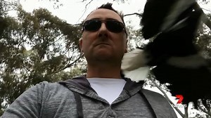 13K views · 60 reactions | It's magpie swooping season - we'll let you know which Adelaide hot spots you need to steer clear of to avoid an unwanted attack. Details in 7 News at 6pm. Watch on Channel 7 Adelaide or 7plus | www.7plus.com.au/news Video: Andrew, our brave 7 News cammo #Magpies #7News | 7NEWS Adelaide | Facebook