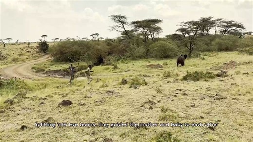 Mara Elephant Project received a call from Richard's Camp - Maasai Mara Kenya about a calf wandering on its own in Mara North Conservancy (MNC). Because elephant calves stay close to their mothers, sometimes for up to a decade, we knew something had separated them. So, MEP teamed up with MNC rangers to reunite the 2-year-old female with her mother. After arriving on the scene to closely monitor the baby, MEP researchers deployed their drone to gain an aerial view when looking for the mother and 