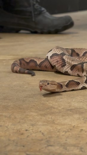 We’re slithering in to the Herpetarium to learn from Keeper Charlie how to identify venomous snakes found in the area! 🐍🔍 If you’re ever bitten by a venomous snake, stay calm and head to the hospital. There’s no need to identify or bring the snake with you. Local venomous species are all treated with the same antivenom. Bites are very rare, and it’s even rarer for them to be fatal. Remember: snakes want to avoid you just as much as you want to avoid them! Give them space, and they won’t harm y