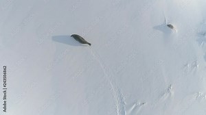Antarctica Weddell Seal Aerial Landscape View. North Antarctic Mammal Run Away from Flying Drone in Snow Covered Land. South Pole Arctic Wildlife Winter Top Down Footage 4K (UHD)