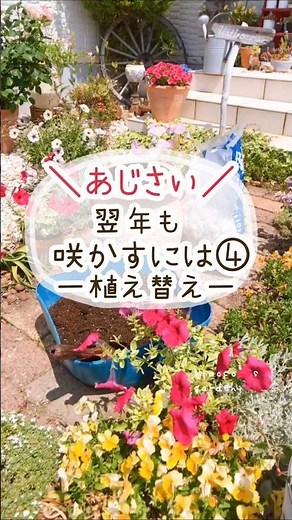 あじさい翌年もさかそう！植え替え #ガーデニング