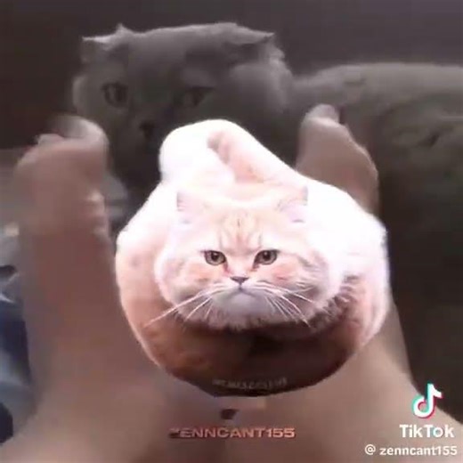 Flying spinning cat is da new meme? #fyp #cat #flyingspinningcat #cute #funny #memes