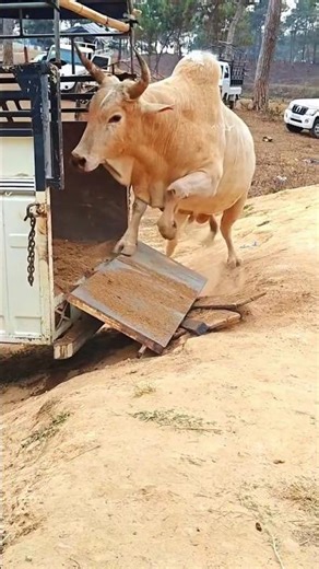 🔥😡Bull power #bull #redbull #indi😫a 🥶💪#power 💪👉😎