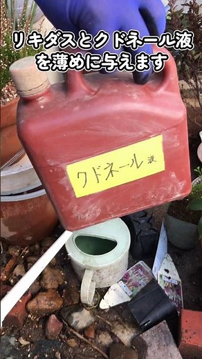 【#園芸 554カメ】完成！カルーナだけを使っての誰でも出来る寄せ植えを作ったよ！😭 🐢「冬の維持は楽やけど春以降がなぁ」 【庭の大開拓時代】