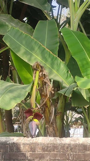 Banna tree#nature #nature
