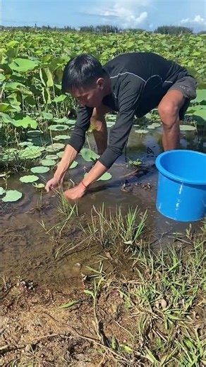 #"catching fish from Rock pools/, village fishing"" collecting fresh fish from mountain stream