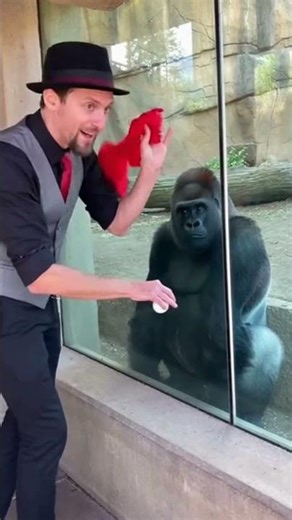 Gorilla's Mind is BLOWN by Simple Magic Trick 🤯