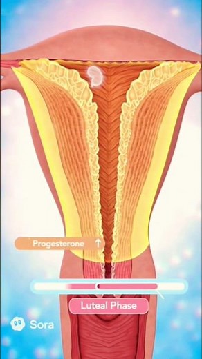 “What Happens After Ovulation? The Luteal Phase Explained!” #anatomy #humanbody