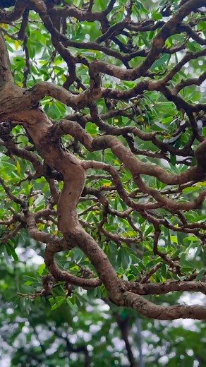 59K views · 775 reactions | 1 Tác phẩm mini mới về vườn | Phiêu Du Bonsai | Facebook