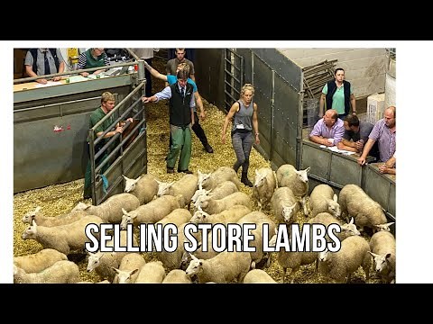 SALE DAY! SELLING STORE LAMBS AT AUCTION
