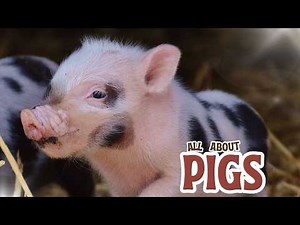 All About Pigs 🐷 | Fun Pig Facts for Kids