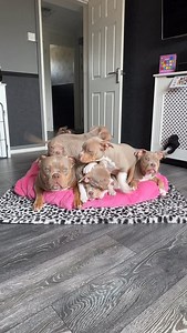 1K views · 1.2K reactions | American Bully Pocket Puppies  . . . #bullypocket #americanbullypocket #pocketbully #pocketbullies #pocketbullysofinstagram #pocketbullypuppy #bullypuppies | Icedabullz1 | Facebook