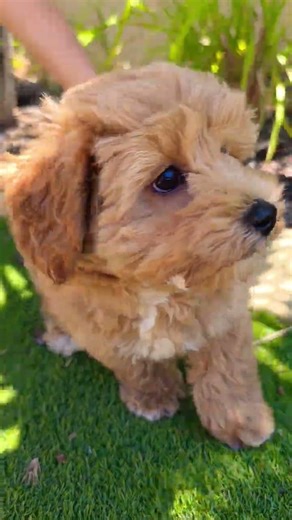Puppy Refuses to Leave the Garden #puppybehavior #dogs #funny