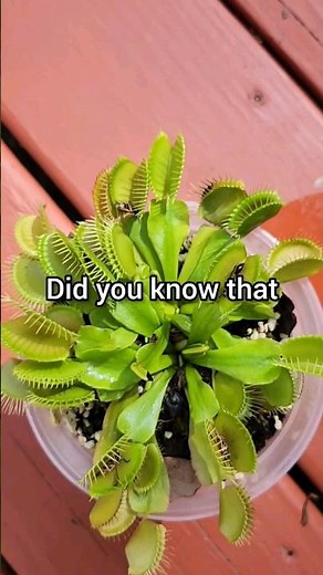 How to water your Venus flytrap #plant #indoorplant #houseplant