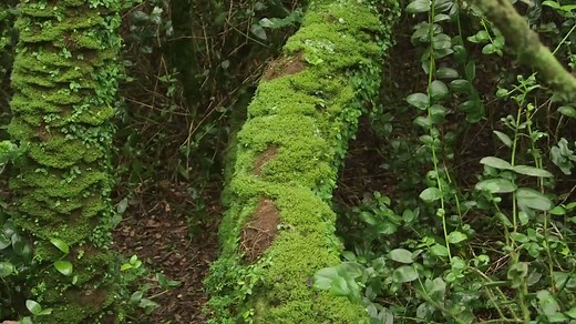 Freshwater Extraction From Fog in the Atacama Desert of Chile | Britannica