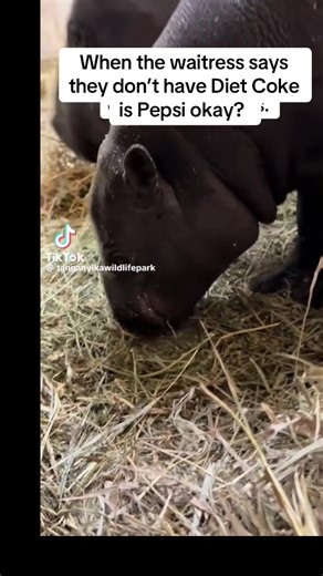 Is pepsi okay, hell no. Diet coke for me. #dietcokeforlife #ispepsiok #cokevspepsi #dietcokeaddiction #marsattack