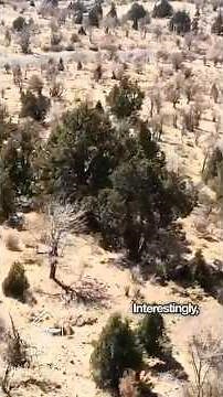 The Legendary Juniper: Nature's Resilient Mountain Tree #juniper