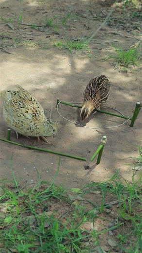 DIY Quail Trap Using Bamboo String - Catches Every Time #shorts #tutorial