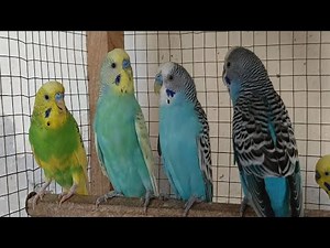 12 Hours of Happy Budgie Sounds – Budgies Singing, Playing & Talking All Day 🐦🎶
