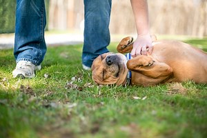Why Do Dogs Like Belly Rubs?