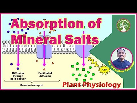 BOTANY 4U | PLANT PHYSIOLOGY | PITAMBAR HUMANE | Absorption of Mineral Salts
