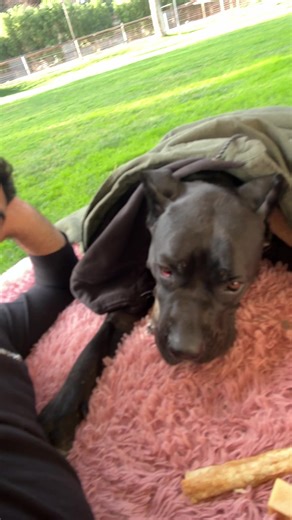 Understanding Cane Corso Aggression: Insights from a Dog Behaviorist