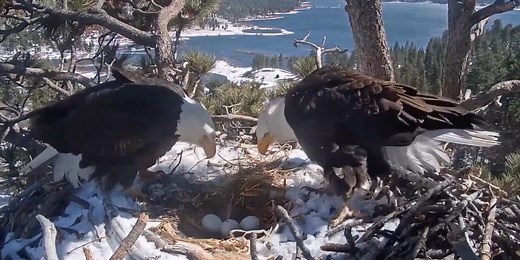 Watch: Baby bald eagles hatch in longtime nest of beloved bird couple