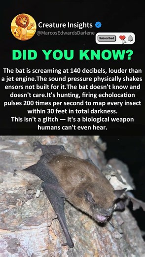 Bat’s 140-Decibel Echolocation: A Hidden Biological Weapon #wildlifebiology #animalfacts