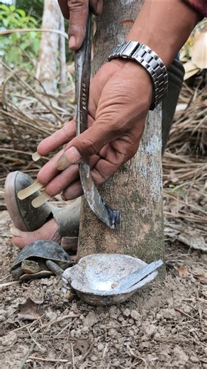 In the summer, it is still possible to obtain abundant sap 🌴#TreeTapping #WildNature #TreeSap