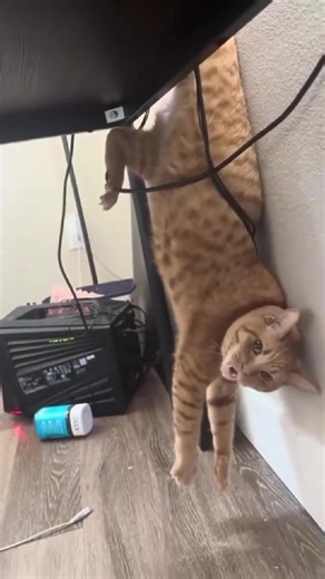 #funnycat #lovecat #cats #cattok