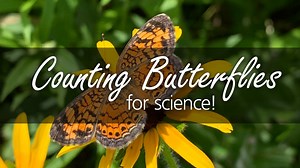 RBG’s gardens and nature sanctuaries attract a wide variety of butterflies. Join Christie as she participates in our annual butterfly count, a citizen science project led by Terrestrial Ecologist Lindsay Barr. | Royal Botanical Gardens