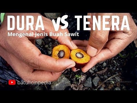 Dura dan Tenera - Mengenal Jenis Buah Kelapa Sawit