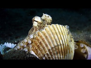 Coconut Octopus Use Shells as a Shield