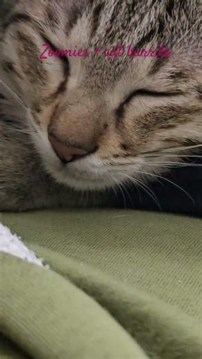 #cat #trending #cute #cuteanimals #funnyanimals #viral #fypシ #explore