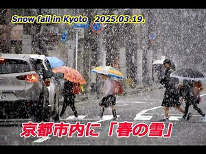 京都市内で「春の雪」（2025年3月19日 京都市内） "Spring Snow" in Kyoto City