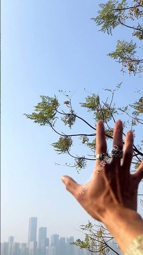 Flying Squirrel Tree Training: Watch It Climb & Glide! 🌳 #CutePets #FlyingSquirrel #AnimalTraining