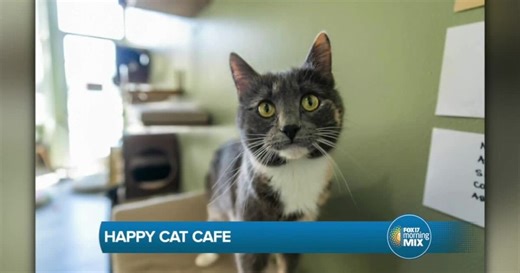 Happy Cat Cafe hosting birthday bash