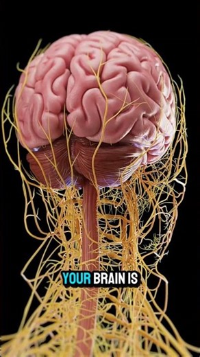 How the Human Brain Works in 60 Seconds | Simple Science Explained