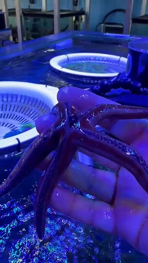  Meet the Blue Phataria Starfish! This stunning deep-blue beauty is reef-safe, peaceful, and mesmerizing to watch as it glides gracefully across your tank all day long. ✨ Add a pop of ocean color to your reef — on sale now at the shop! ⭐ | Progress of the New “Captive Seas Aquarium | Facebook